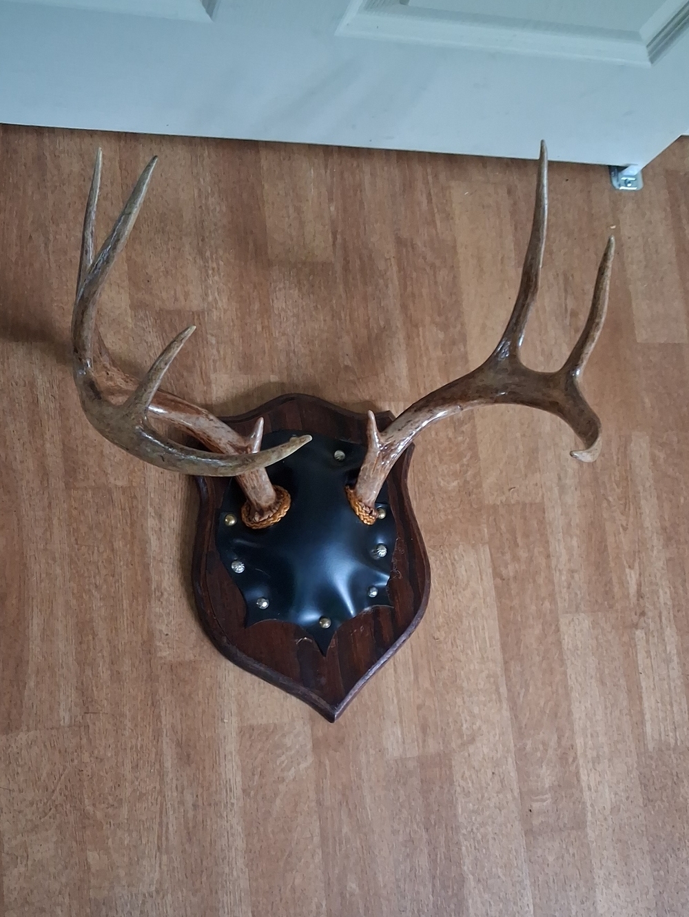 Vintage Antler Wall Plaque in Brown and Tan Cabin Decor